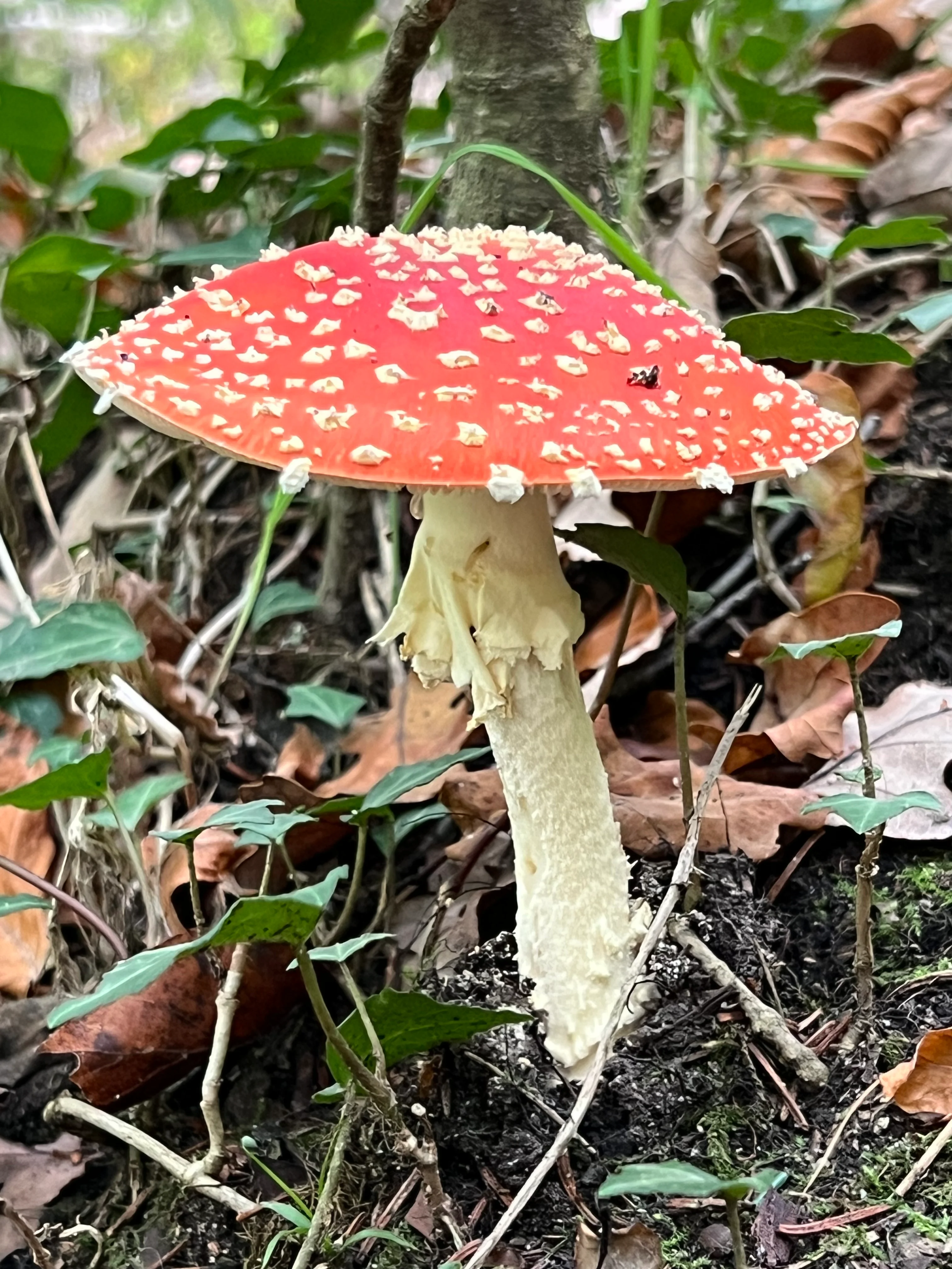 Private listing for Polly